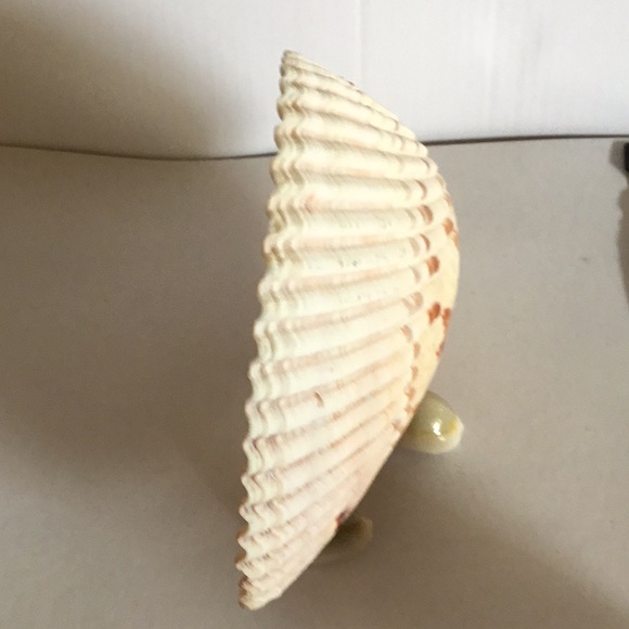 NWOB Seashell Native set - Picture 8 of 9